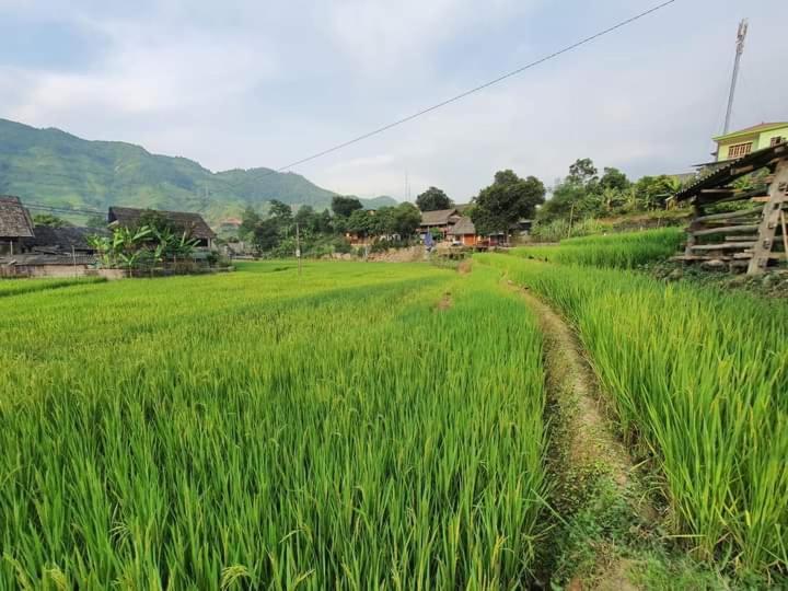Organic Farm Homestay Sapa Εξωτερικό φωτογραφία