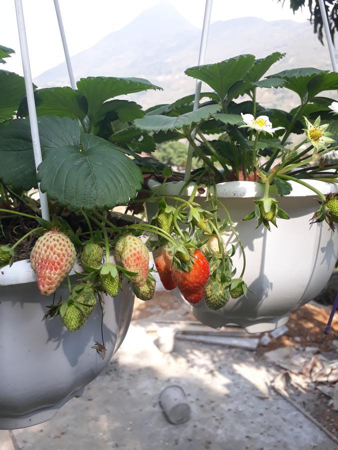 Organic Farm Homestay Sapa Εξωτερικό φωτογραφία