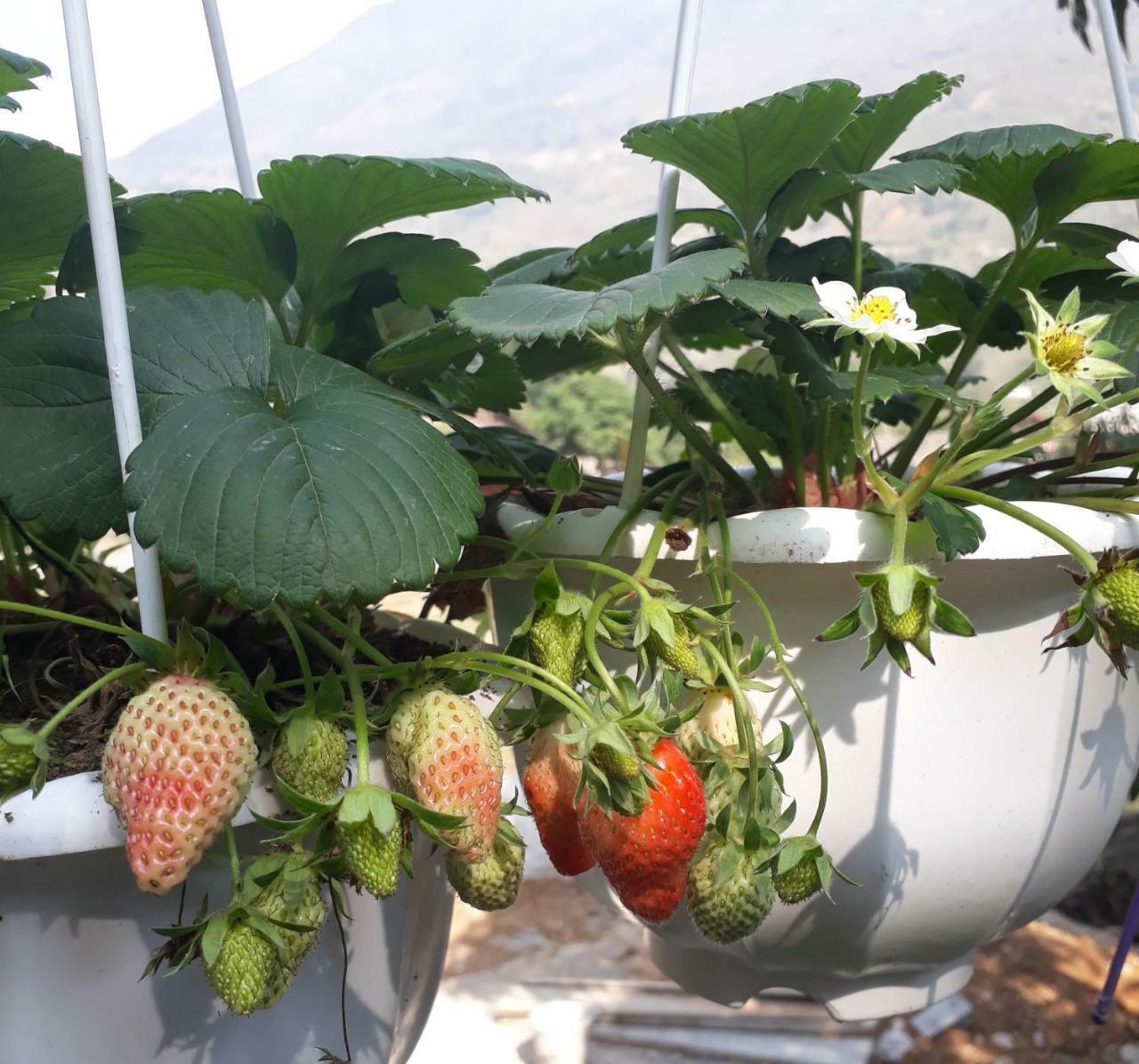 Organic Farm Homestay Sapa Εξωτερικό φωτογραφία