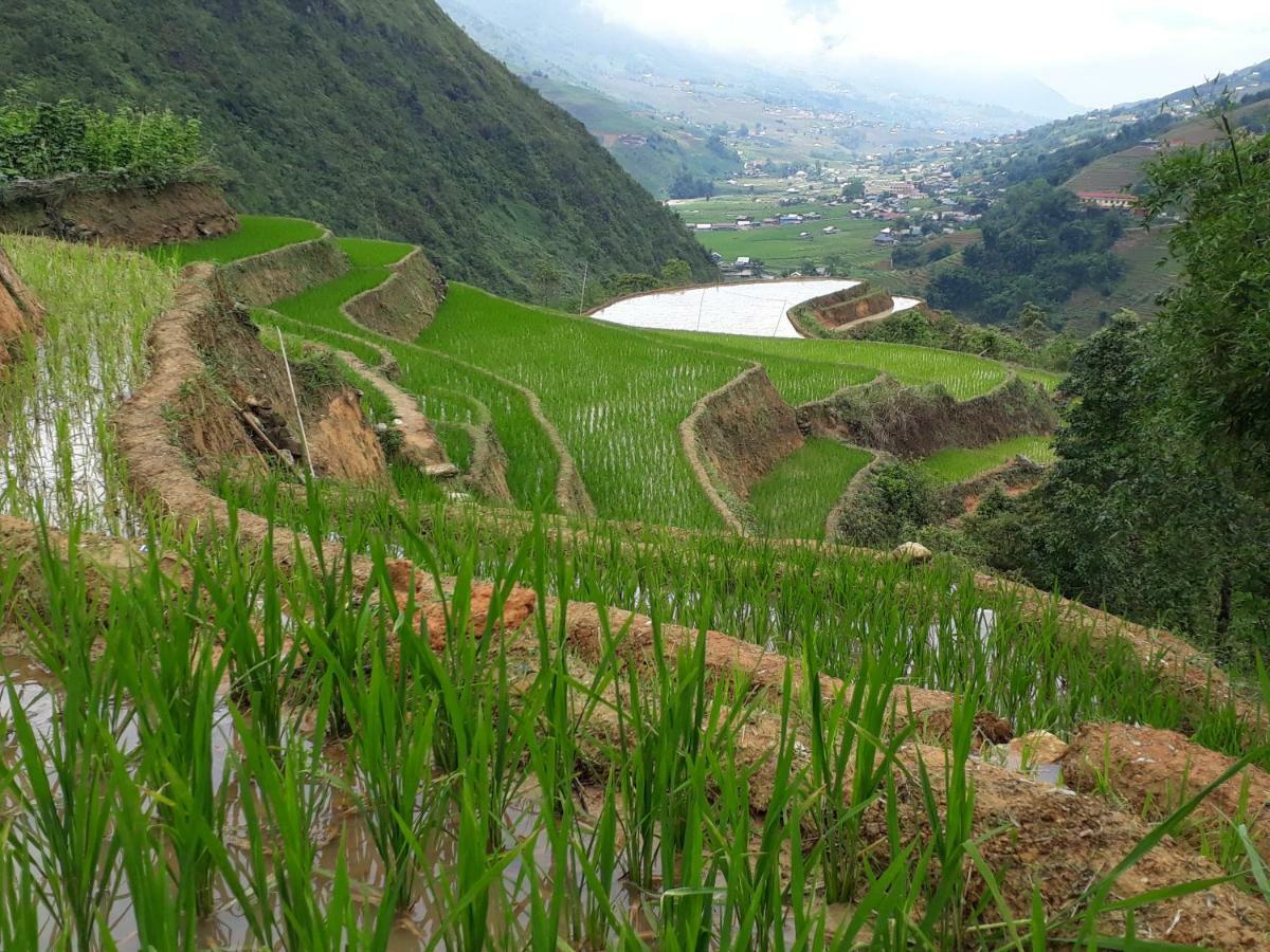 Organic Farm Homestay Sapa Εξωτερικό φωτογραφία